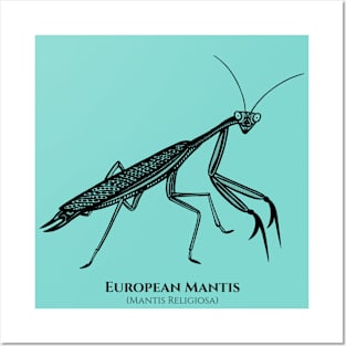 Praying Mantis with Common and Scientific Names - insect design Posters and Art